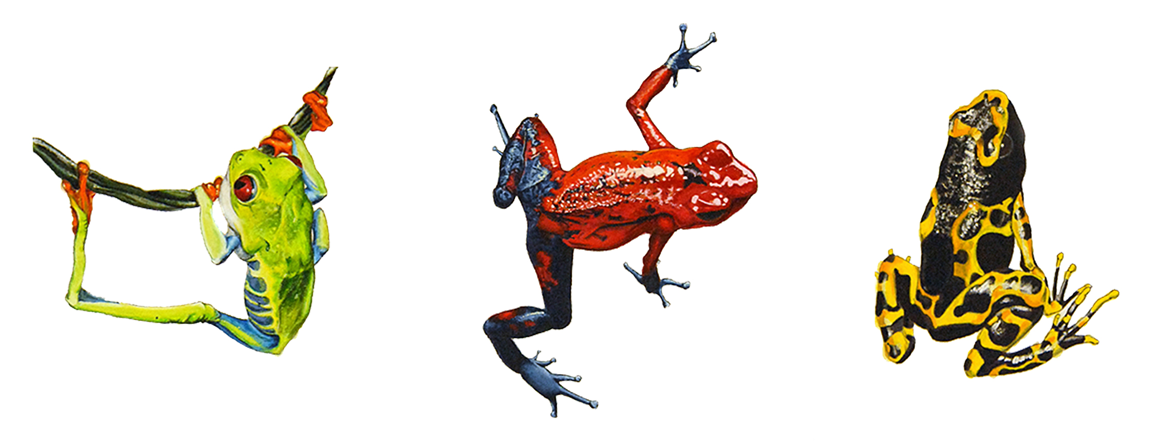 WEBSITE_ColorIlustrations_Frogs