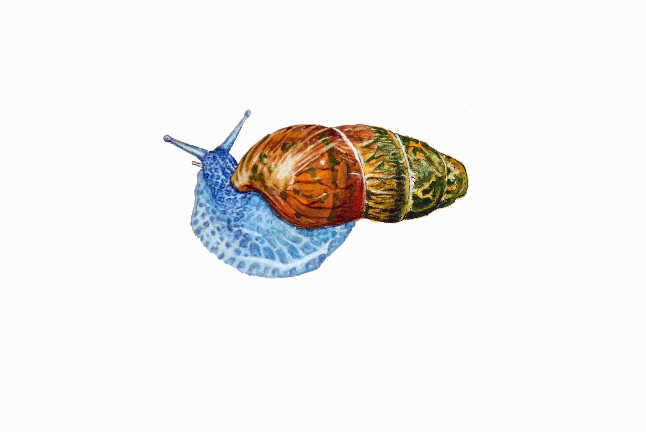 WEBSITE_ColorIlustrations_Snail